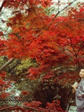 YITUYU Art Picture Language 2021.09.02: Deep Red Leaves Have No Troubles(7)